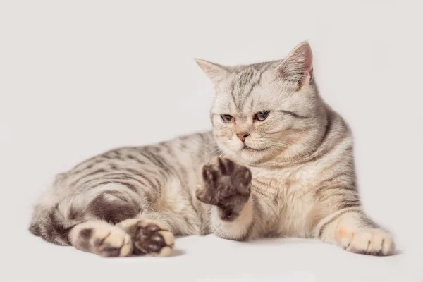 Europese kat vooraan op een witte achtergrond — Stockfoto