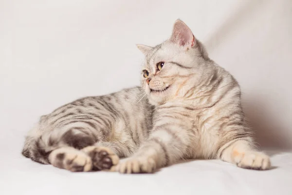 Evropská kočka vpředu na bílém pozadí — Stock fotografie
