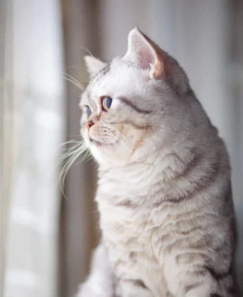 Gato europeo delante sobre fondo blanco — Foto de Stock