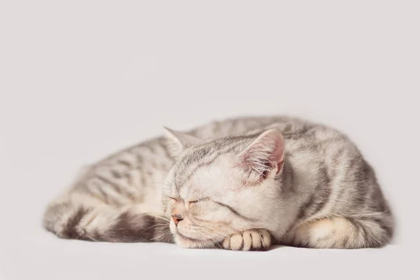 Gato europeo delante sobre fondo blanco —  Fotos de Stock