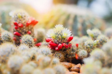 Botanik bahçesindeki farklı sulu kaktüsler grubu.