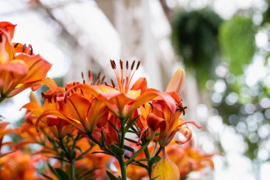 Renkli çiçeklerin yakın plan görüntüsü