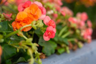 Renkli çiçeklerin yakın plan görüntüsü