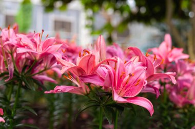 Renkli çiçeklerin yakın plan görüntüsü