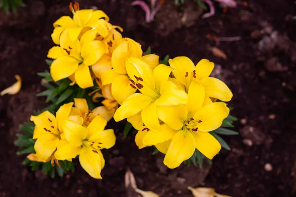 Close Flores Coloridas — Fotografia de Stock