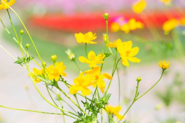 Pembe ve kırmızı çiçekler bahçe ve yumuşak odak