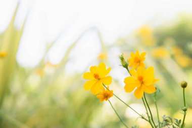 Pembe ve kırmızı çiçekler bahçe ve yumuşak odak