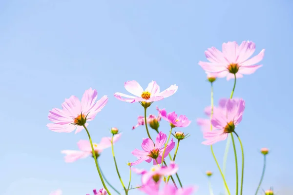 Rosa Och Röda Kosmos Blommor Trädgård Och Mjuk Fokus — Stockfoto