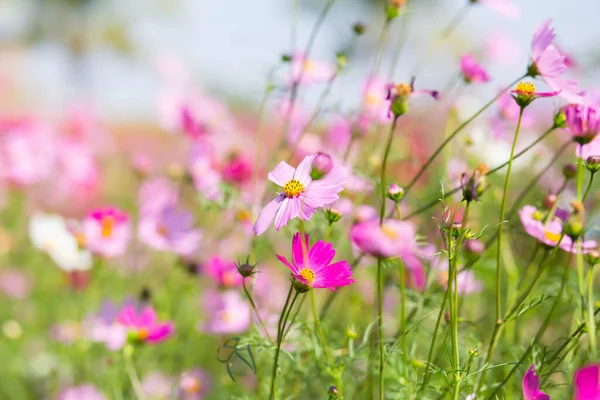 Rosa Och Röda Kosmos Blommor Trädgård Och Mjuk Fokus — Stockfoto