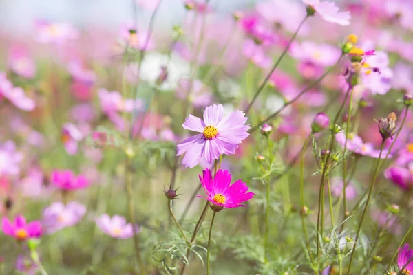 Rosa Och Röda Kosmos Blommor Trädgård Och Mjuk Fokus — Stockfoto