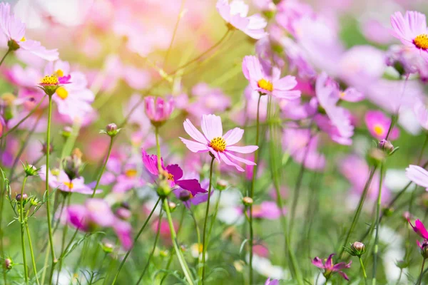 Rosa Och Röda Kosmos Blommor Trädgård Och Mjuk Fokus — Stockfoto