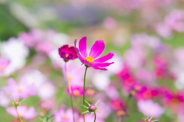 Rosa Och Röda Kosmos Blommor Trädgård Och Mjuk Fokus — Stockfoto