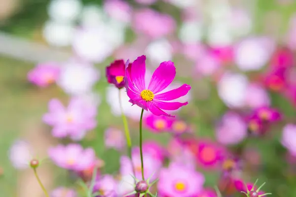 Rosa Och Röda Kosmos Blommor Trädgård Och Mjuk Fokus — Stockfoto