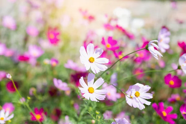 Rosa Och Röda Kosmos Blommor Trädgård Och Mjuk Fokus — Stockfoto