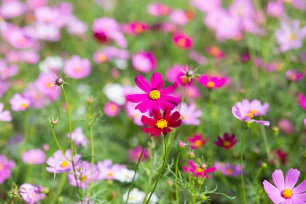 Rosa Och Röda Kosmos Blommor Trädgård Och Mjuk Fokus — Stockfoto