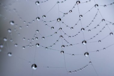 Hollanda 'da kışın çekilen örümcek ağına düşen küçük su damlalarının Macro resmi