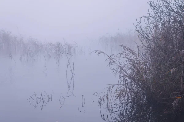 Riet Koeienpeterselie Bedekt Met Varkensvlees Een Koude Ijzige Mistige Ochtend — Stockfoto