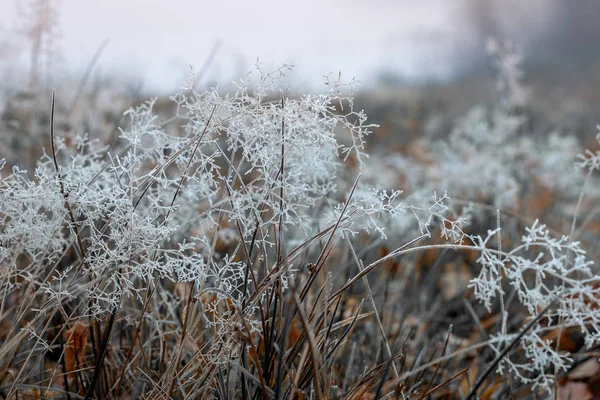 Rumput Beku Musim Dingin Waktu Gambar Diambil Belanda — Stok Foto