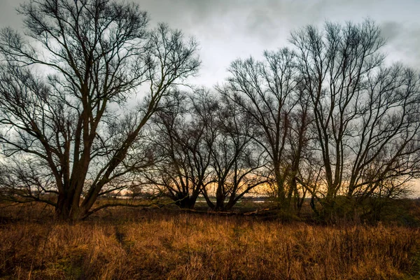 Paisaje Invierno Algunos Árboles Calvos Reserva Natural Fortmond Cerca Del — Foto de Stock