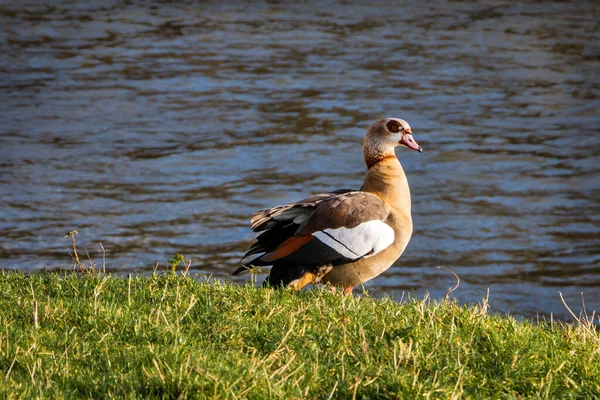 Oca Egiziana Vicino Fiume Maas Rotterdam Questo Uccello Simile Anatra — Foto Stock