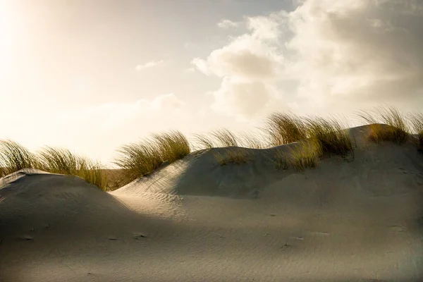 Scenery Dunes Dune Grass Netherlands North Sea Hoek Van Holland — Stock Photo, Image