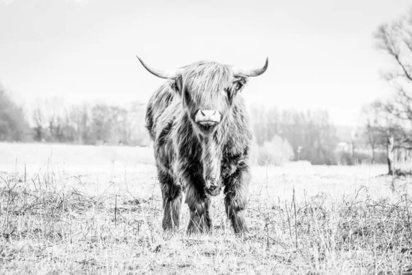 Scottish highlander a beautiful wild cow with huge horns in the swampy grass near the rainy river IJssel in the nature reserve near Fortmond, the Netherlands