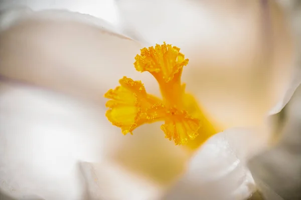 Macro Shot White Crocus Beautiful Spring Bloomer White Petals Yellow — Stock Photo, Image