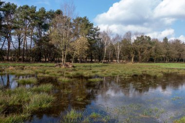 Yağışlı bir kış mevsiminden sonra çamurlu yollarda su basmış toprak ve su birikintileri. İlkbaharın başlarında Havelte yakınlarındaki Holtingerveld doğa koruma alanında çekilmiş fotoğraf.