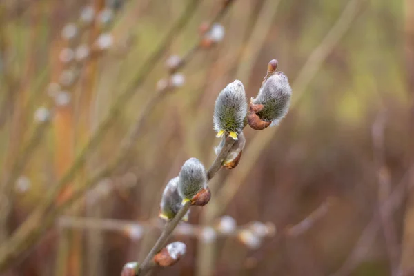 Pada Awal Musim Semi Catkins Dari Catkin Willow Diambil Holtingerveld — Stok Foto