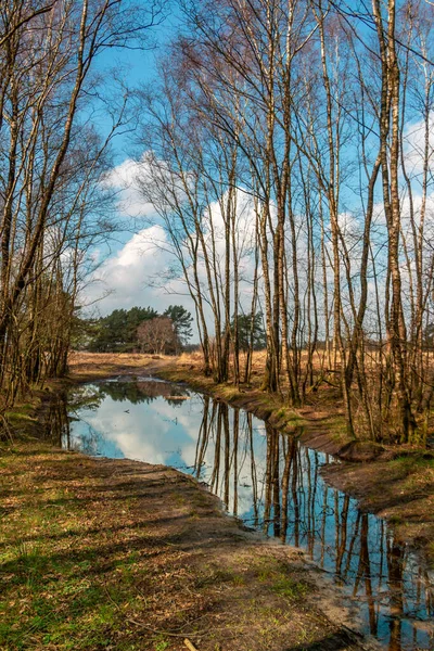 Flooded land and puddles on the muddy trails after a wet rainy winter season, photo taken in early spring in the Holtingerveld nature reserve near Havelte