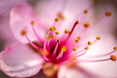 Beautiful macro image of the flower of the prunus cerasifera, blooming in the months of March and April with beautiful purple pink tones clipart