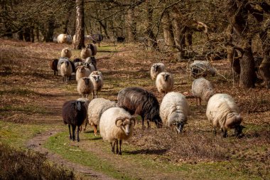 Drentse fundalığı sürüsü ulusal ormanın ormanında koyun sürüsü ve esdorp arazisi güzel Drenthe ormanında ilkbaharın başlarında