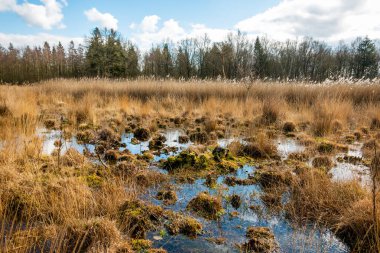 Su birikintileri ve Drenthe 'nin ulusal deresi ve özdorp manzarasında sarı çimenli ve bataklık turba bölgesi. Bu fotoğraf Galgenberg bölgesi yakınlarında çekildi.