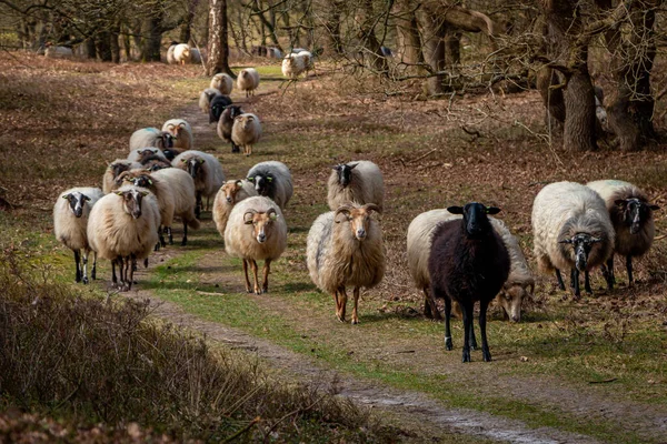 Drentse fundalığı sürüsü ulusal ormanın ormanında koyun sürüsü ve esdorp arazisi güzel Drenthe ormanında ilkbaharın başlarında