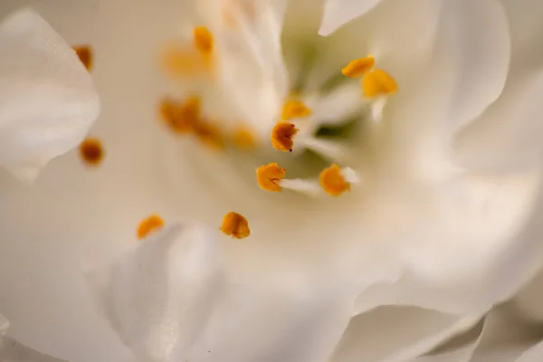Bando Belas Flores Brancas Árvore Prunus Avium Início Primavera — Fotografia de Stock