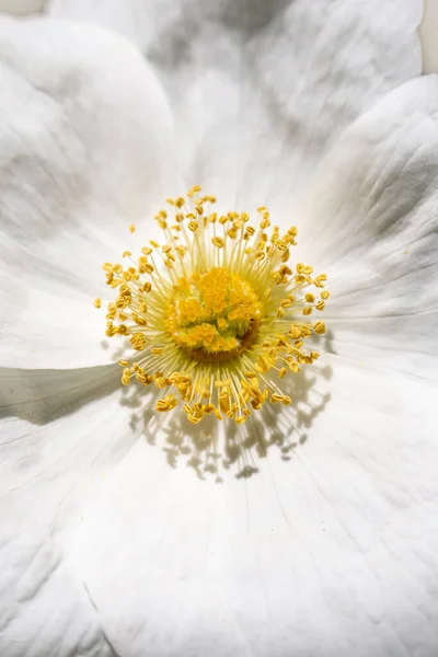 Beautiful Capture Wild White Rose — Stock Photo, Image
