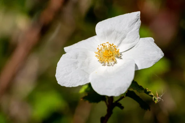 Gyönyörű Elfog Egy Vad Fehér Rózsa — Stock Fotó