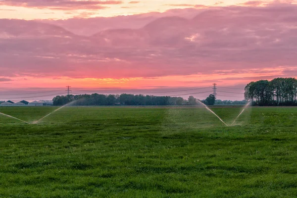 Besproei Het Gras Avonds Tijdens Een Droogte Met Water Provincie — Stockfoto