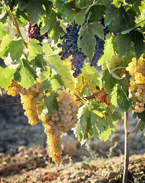 Toscaanse wijngaard met rode en witte druiven. — Stockfoto