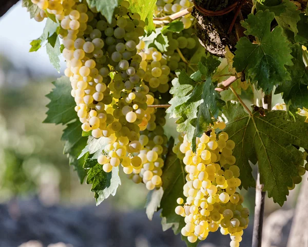 Toscaanse wijngaard met rode druiven. — Stockfoto