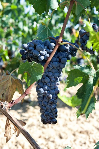 Тосканський виноградника з червоного винограду. — стокове фото
