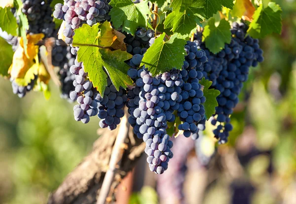 Vigneto toscano con uve rosse . — Foto Stock