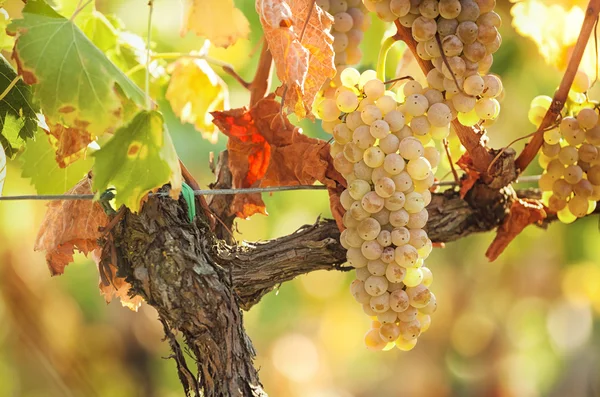 Toscaanse wijngaard met rode druiven. — Stockfoto