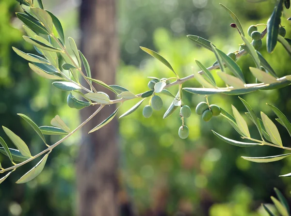 Olivenzweig mit toskanischen Oliven — Stockfoto