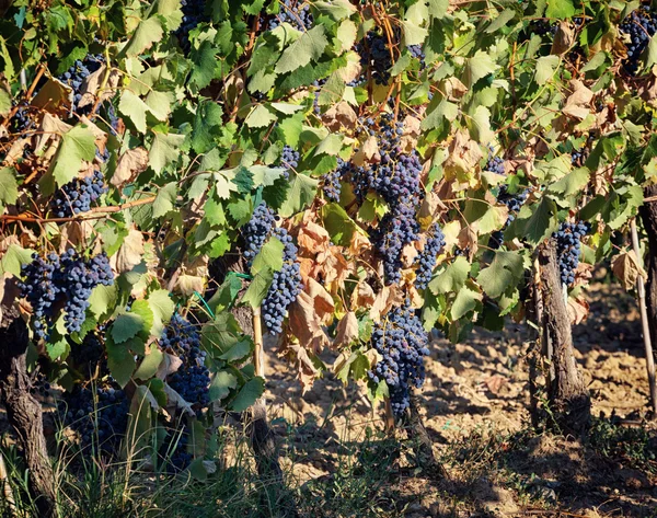 Toskánské vinice s červenými hrozny. — Stock fotografie