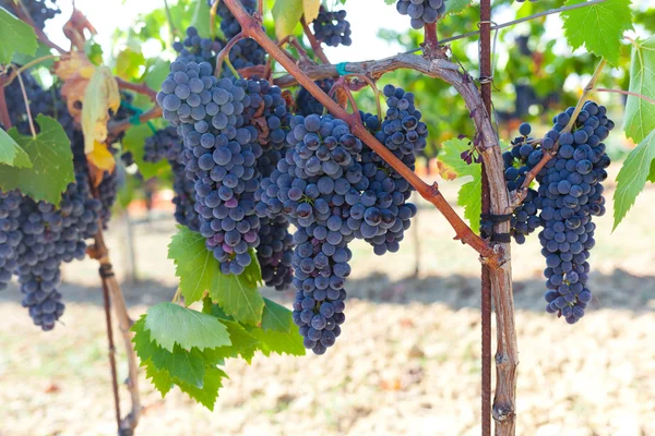 Tuscan vineyard with red grapes. — Stock Photo, Image