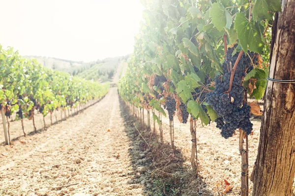 Toskanischer Weinberg mit roten Trauben. — Stockfoto