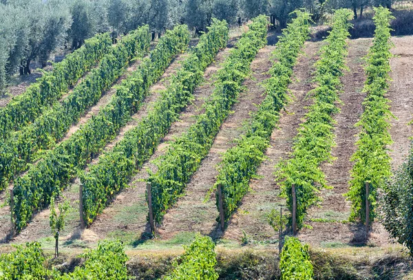 Vignoble toscan avec raisins rouges . — Photo