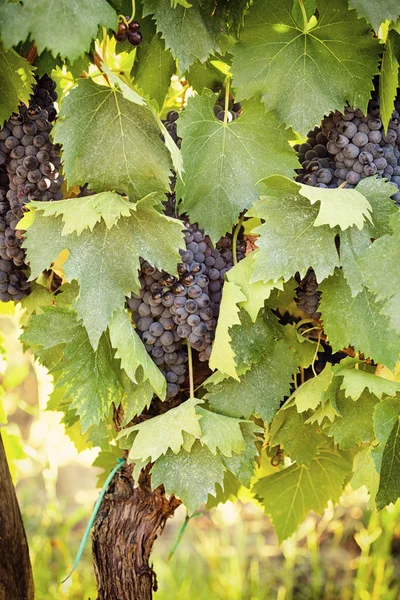 Toskanischer Weinberg mit roten Trauben. — Stockfoto