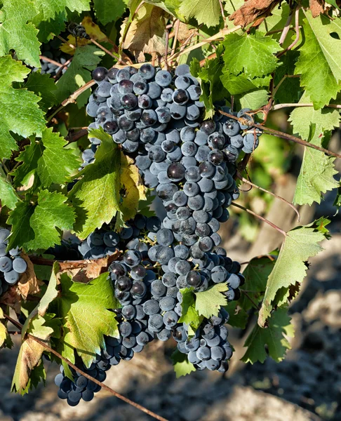 Toskanischer Weinberg mit roten Trauben. — Stockfoto